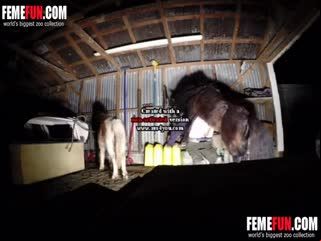 Horse sex cum compilation - Animals porn