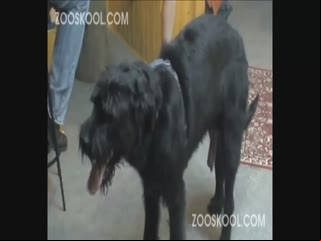 Animals dog sex videos porn xxx