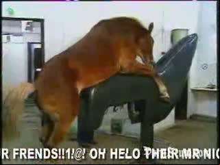 horse porn video