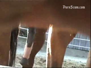 horse sex, horse free