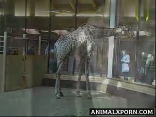 A Heartwarming Tale of Love: The Unforgettable Story of the Giraffe's Attraction!