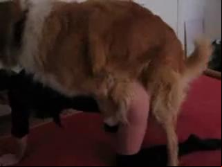 Unbelievable: Giant Golden Retriever Engages in X-Rated Intercourse With a Tiny Ass!