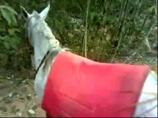 Unbelievable: Man Caught Frolicking With His Horse in Wild Zoophilic Encounter - Watch the Shocking Video Now!