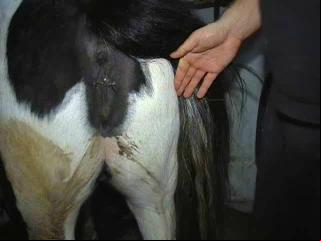 The Most Shocking Video You'll Ever See: Man Fingers Up Her Ass Pony Free Zoo Sex Video - Watch Now!