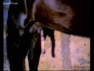 Teenager gets bawdy delight from sucking the horse's cock - Zoo Porn Horse Sex, Zoophilia