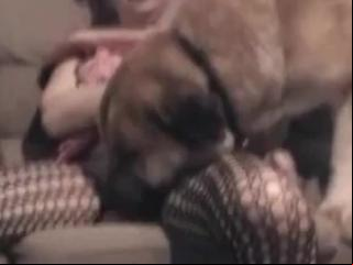 You may see a wide variety of pornographic styles at xxx video zoo, including this video of a submissive female fucking a dog hard.